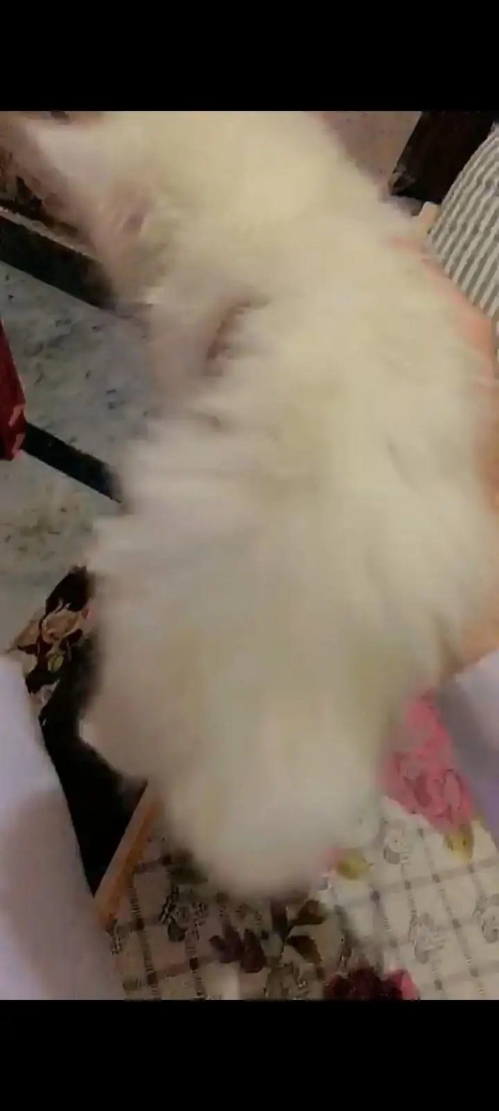 Beautiful White Persian Kittens for Sale | Triple Coat | Blue Eyes — photo 3
