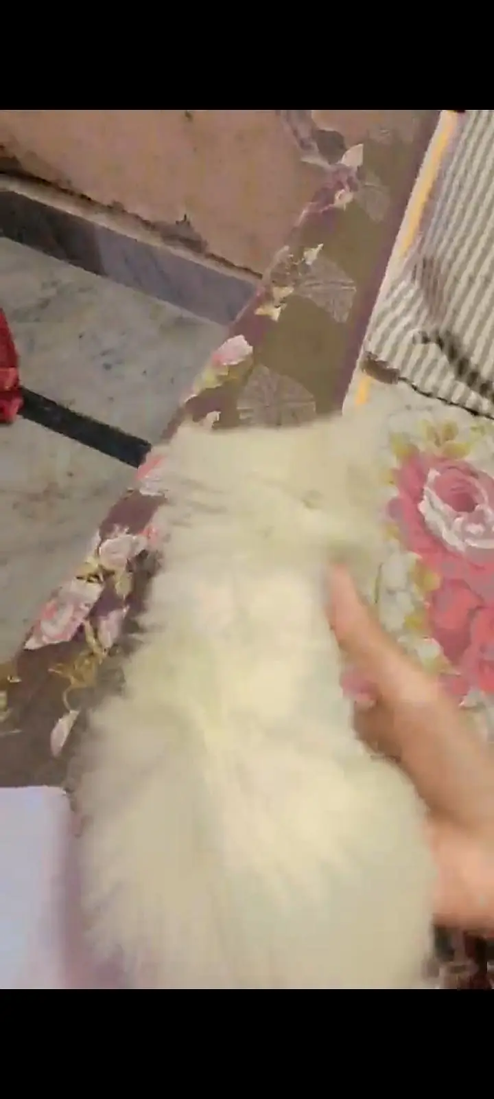Beautiful White Persian Kittens for Sale | Triple Coat | Blue Eyes — photo 4