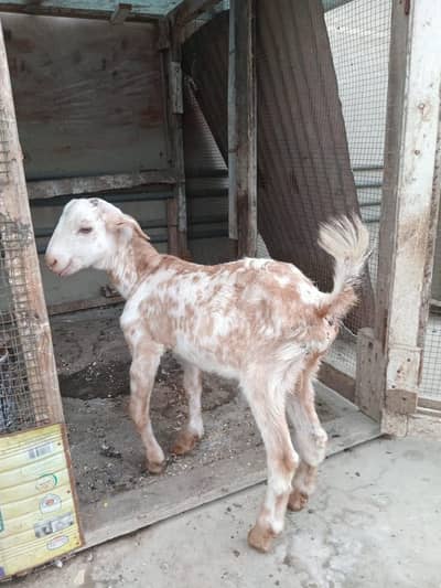 bakra
