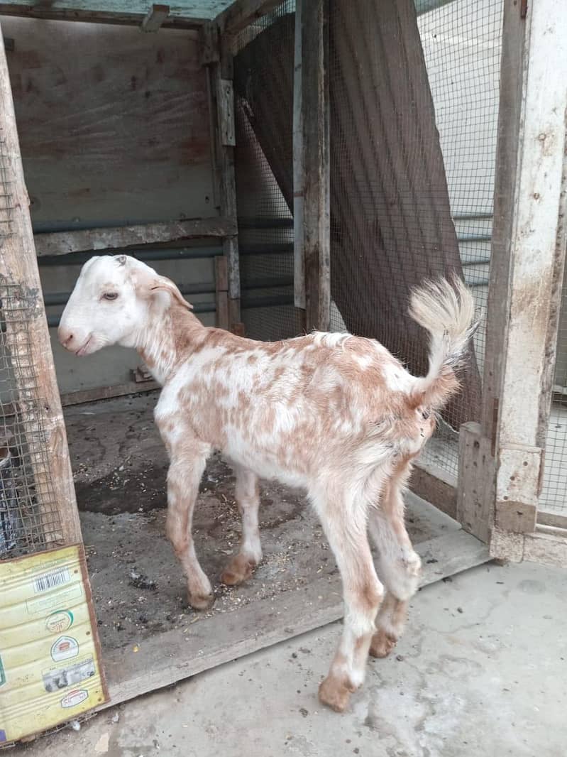 bakra 0