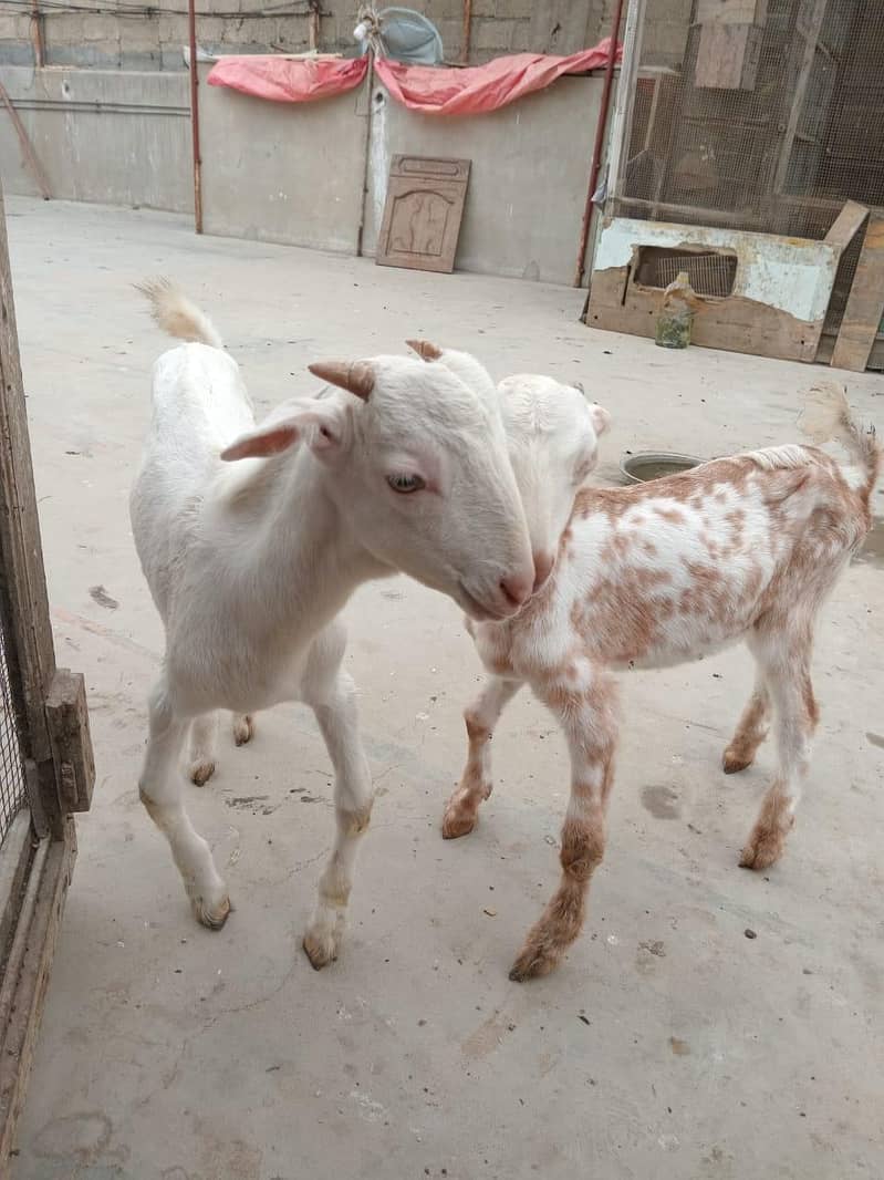 bakra 1