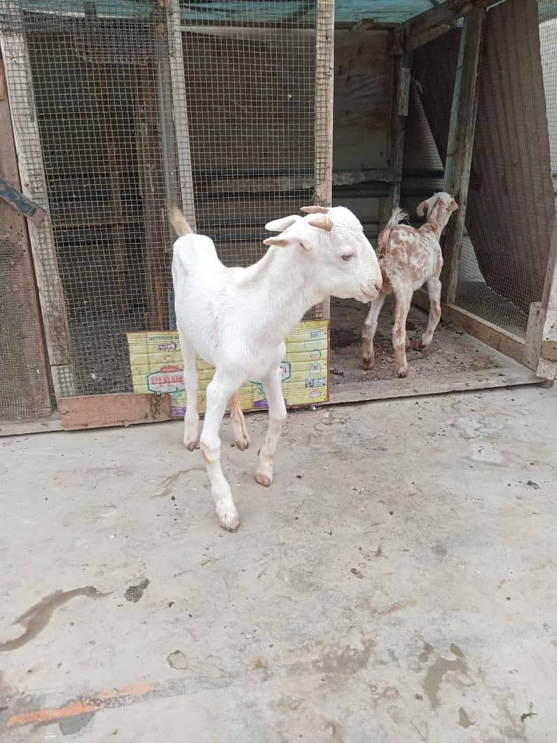 bakra 2
