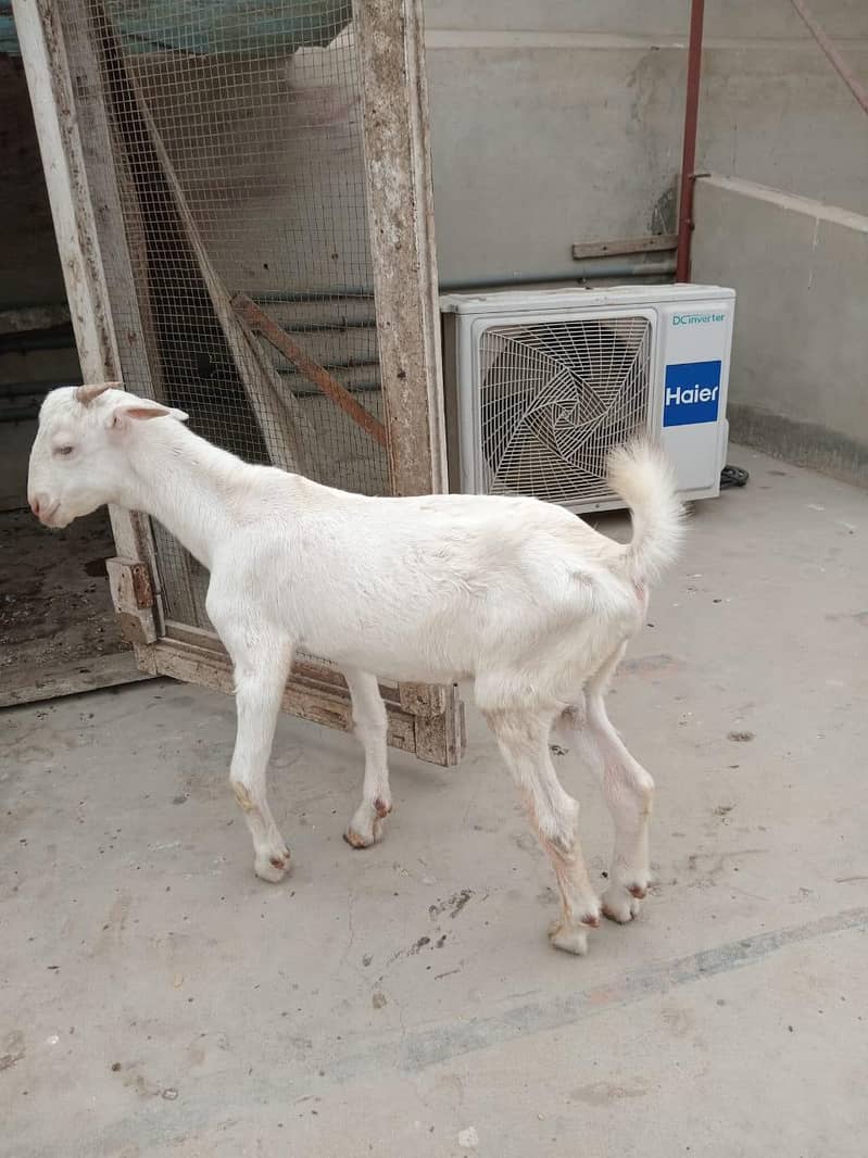 bakra 3