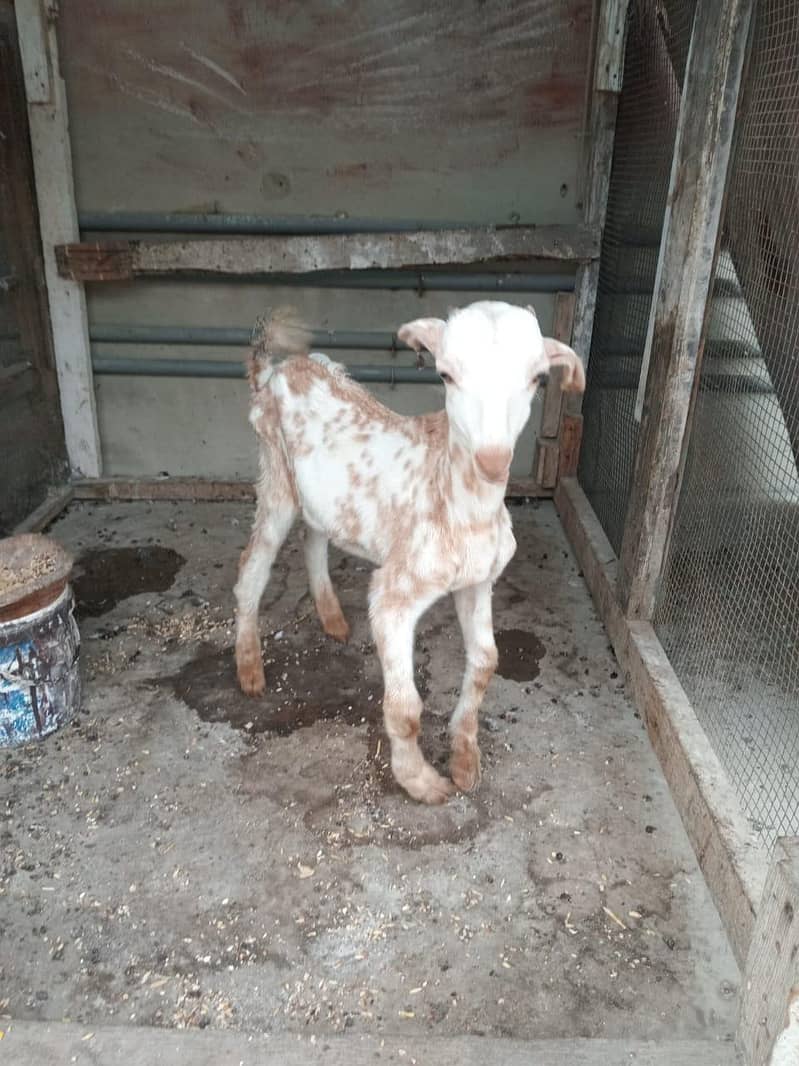 bakra 4
