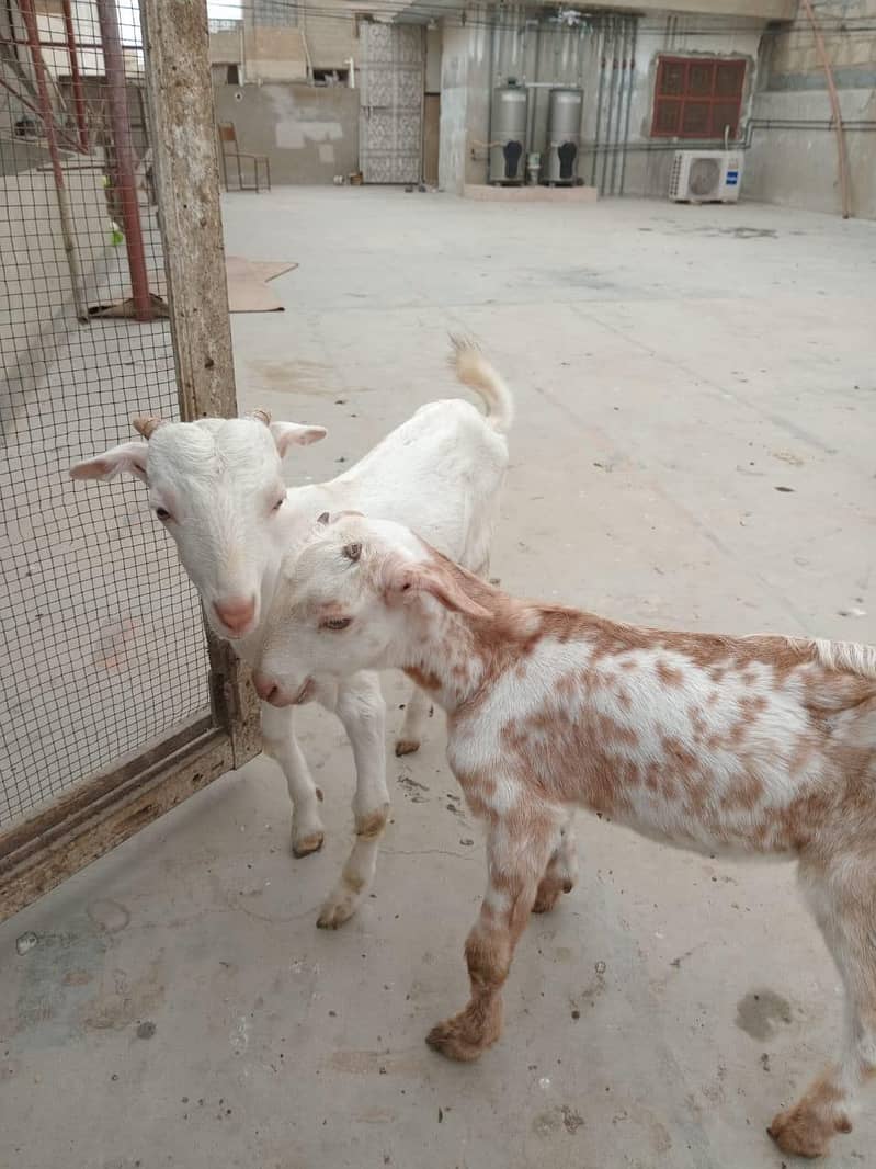 bakra 5