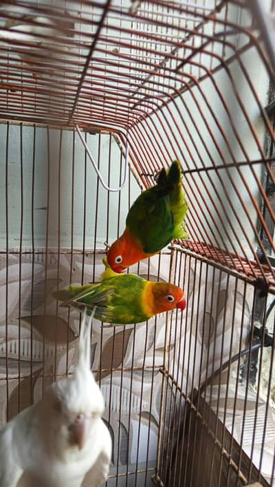 opaline & Eno cocktail red eyes