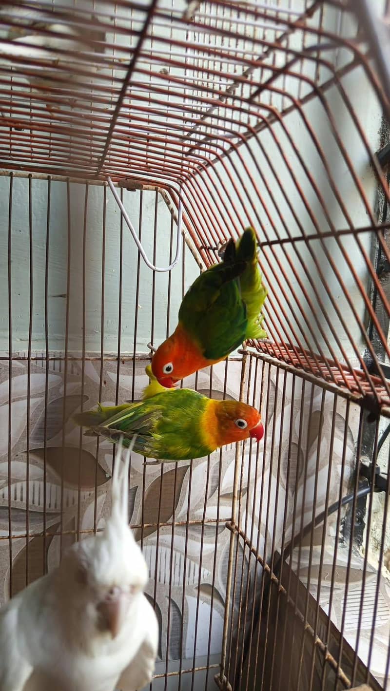 green opaline 0