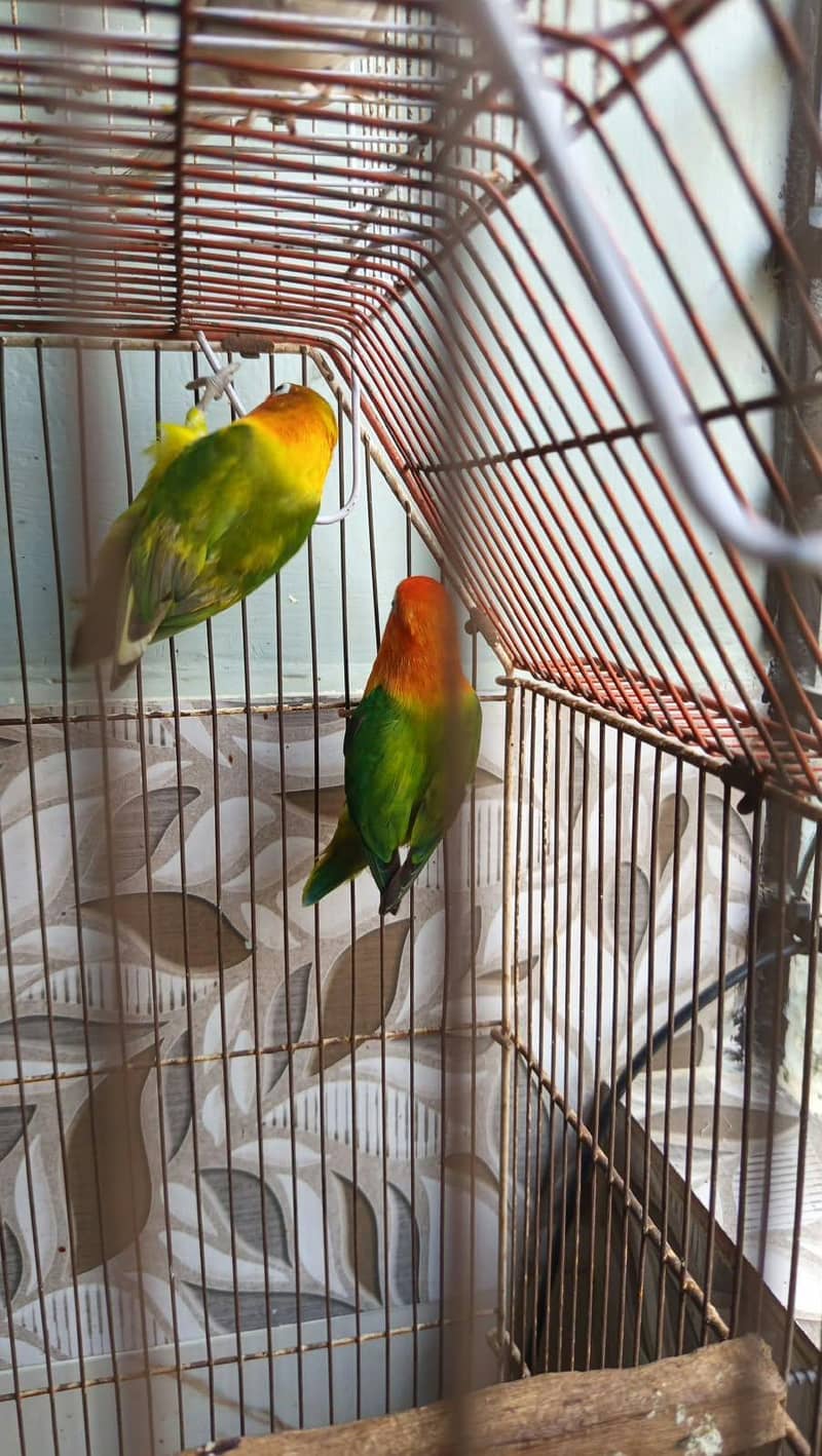 green opaline 1