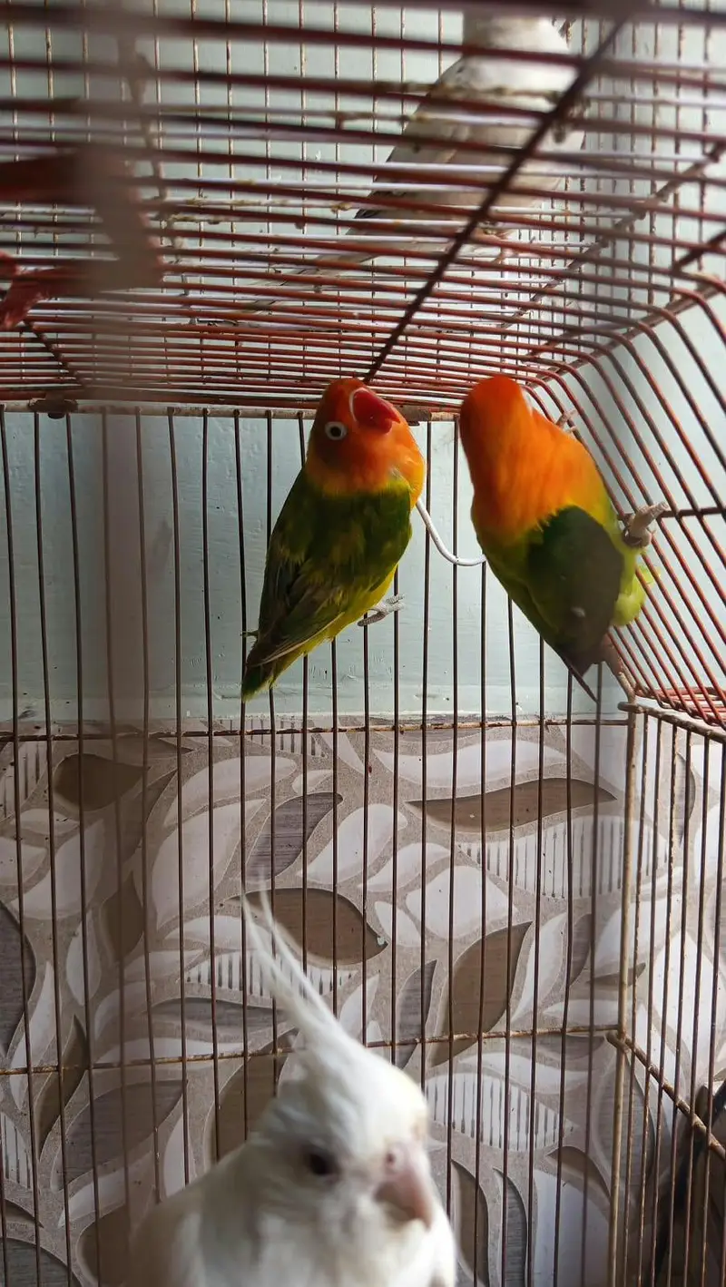 opaline & Eno cocktail red eyes — photo 3