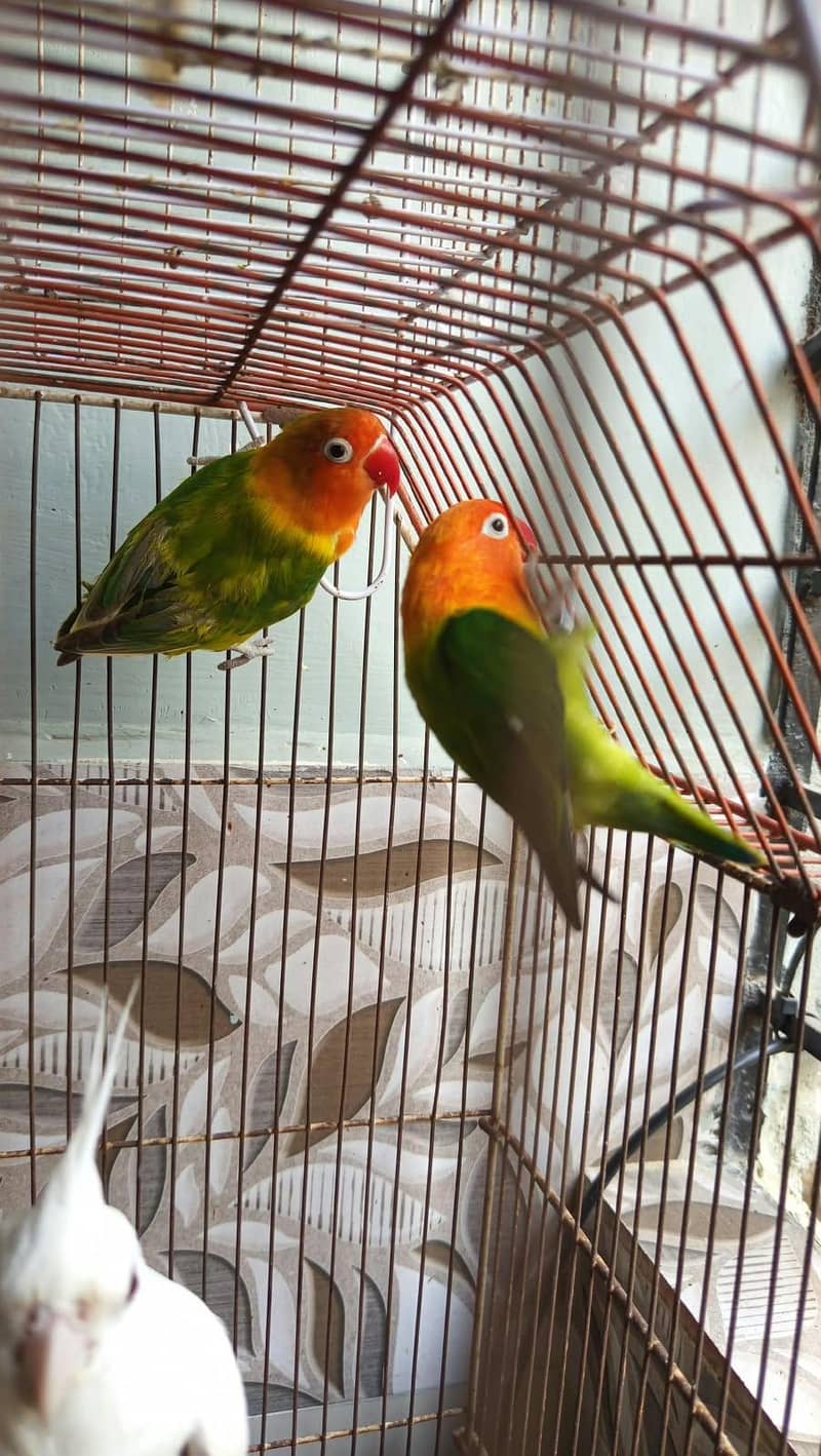 green opaline 3