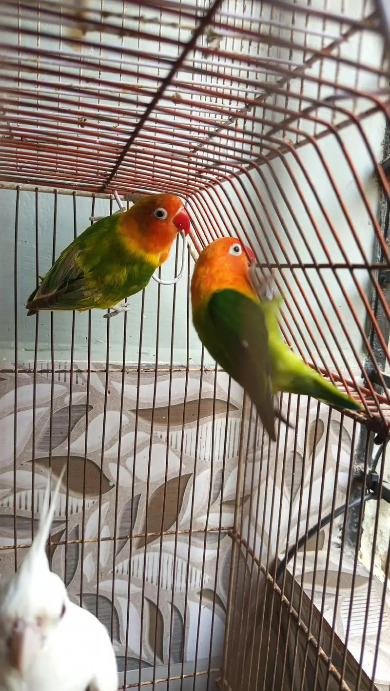 opaline & Eno cocktail red eyes — photo 4