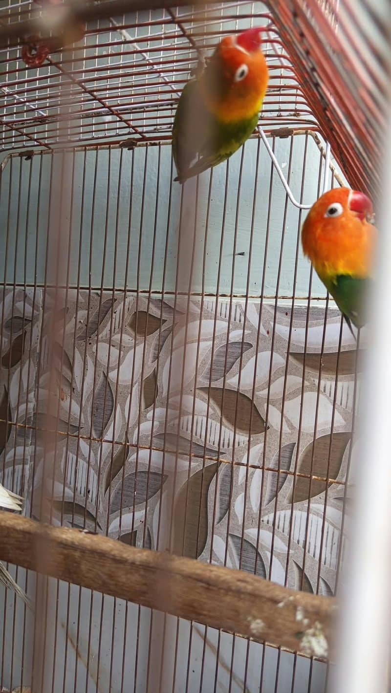 green opaline 4