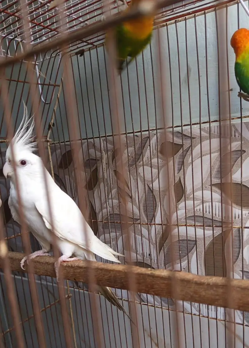 opaline & Eno cocktail red eyes — photo 6