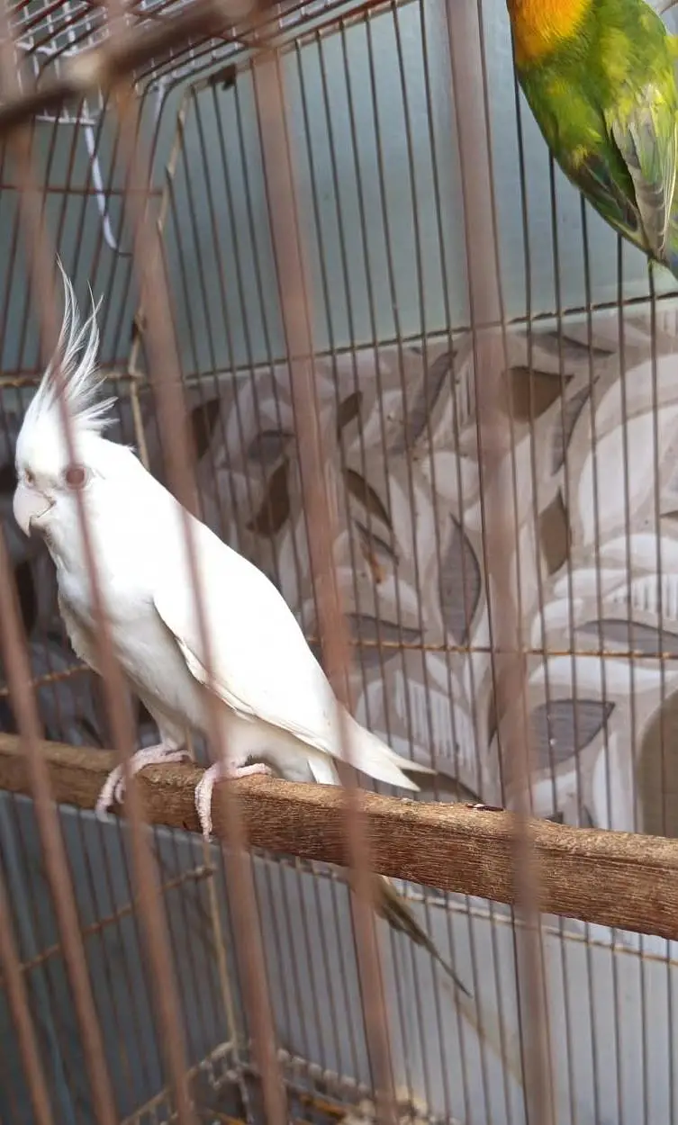 opaline & Eno cocktail red eyes — photo 7