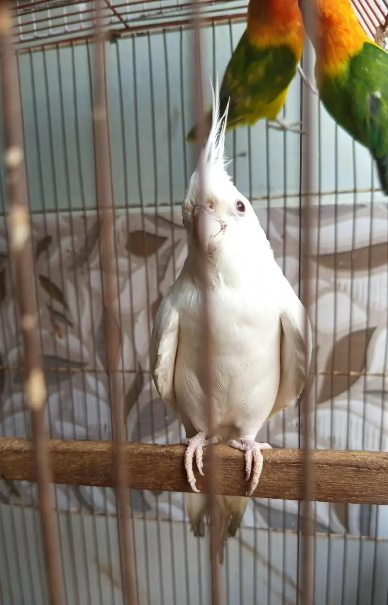 opaline & Eno cocktail red eyes — photo 8