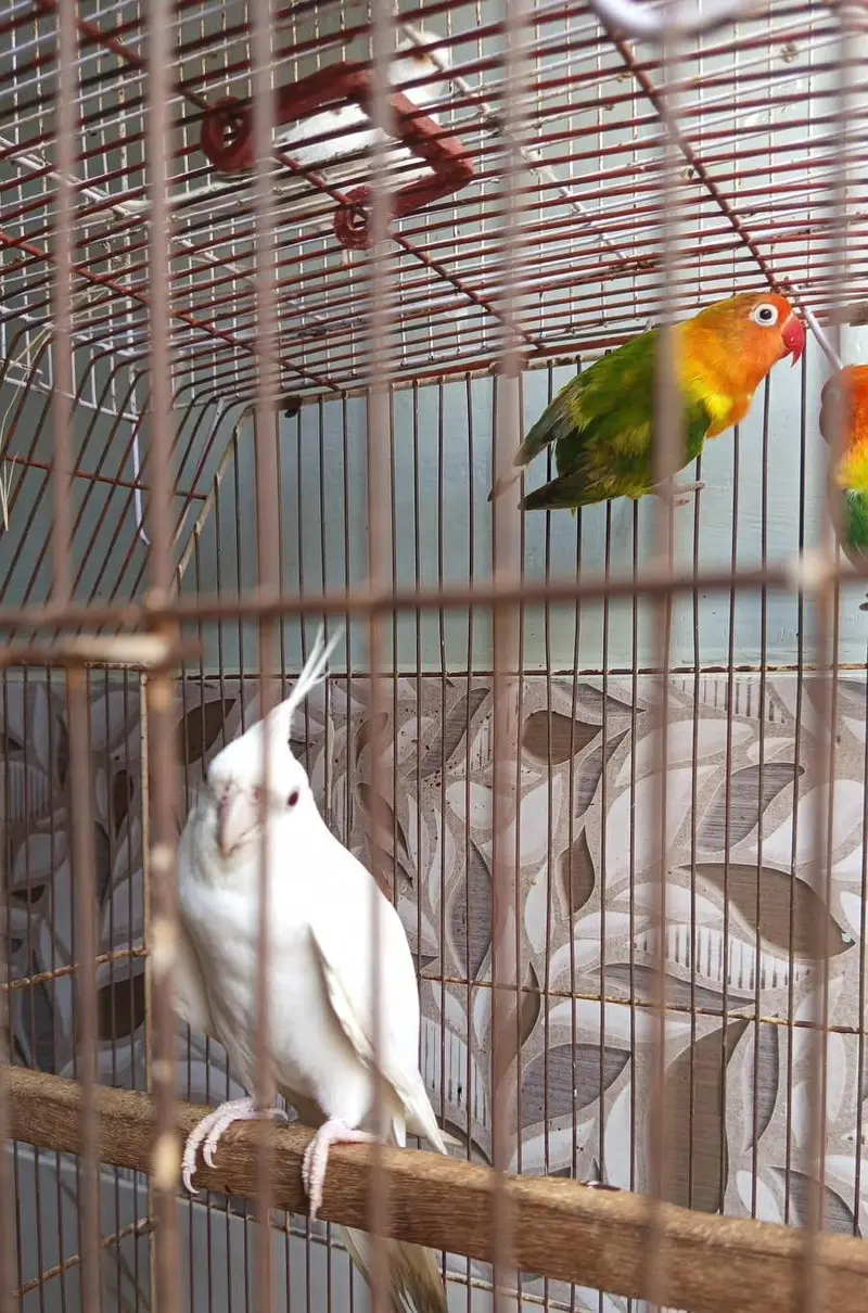 opaline & Eno cocktail red eyes — photo 9