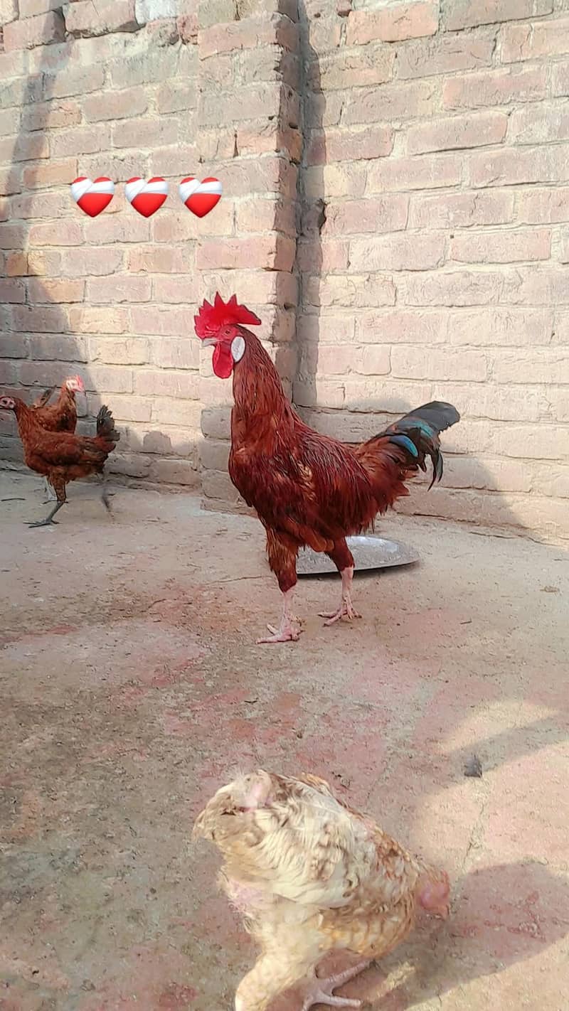 Dasi murga 0