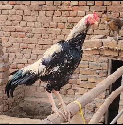 white Aseel available for sale
