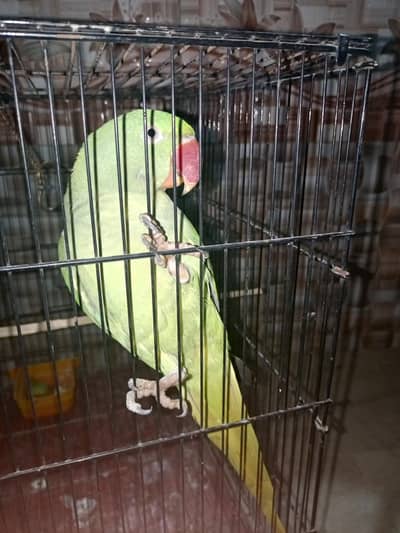 PAHARI PARROT