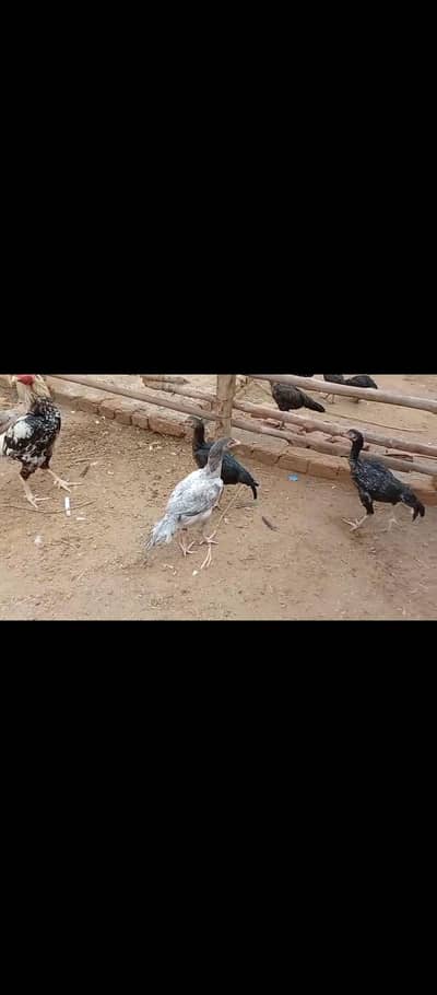 white Aseel available for sale