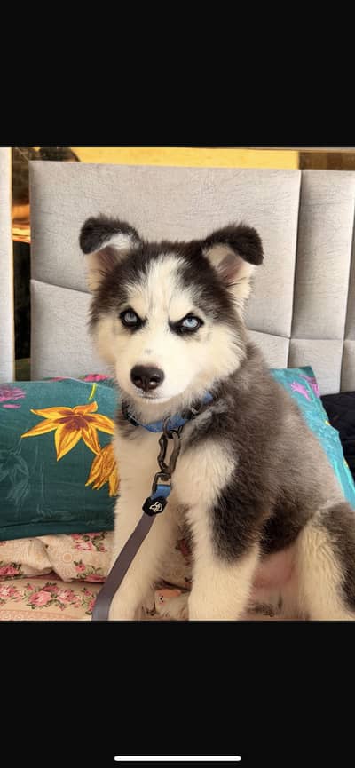 Gorgeous Blue-Eyed Siberian Husky | Full Breed
