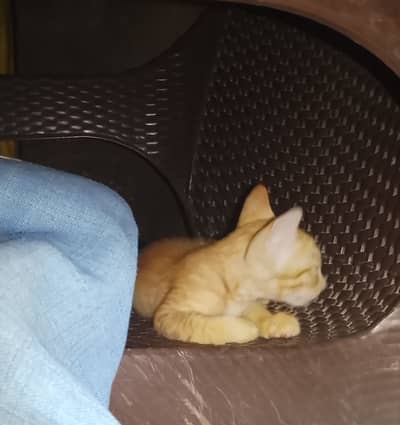 White & Brown Tabby Kitten - 3 Months Old - Healthy & Playful - Faisal