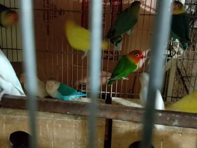 Love Birds Breeders Pair for sale