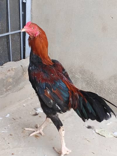 aseel patha. . . . sentient young male. and some other funcy pigeon