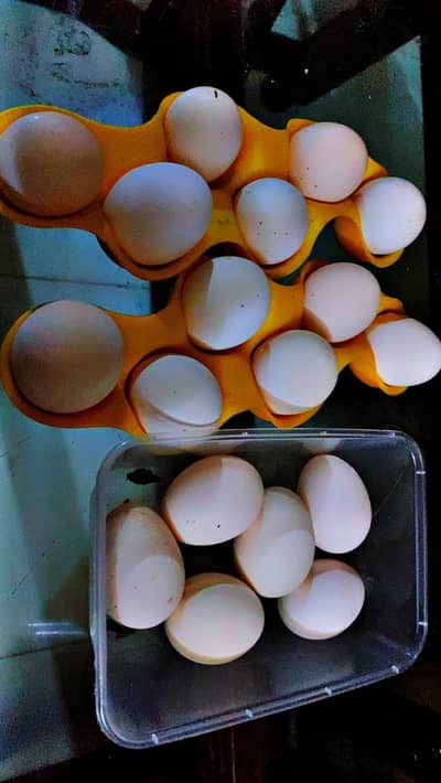 Heera Aseel egg