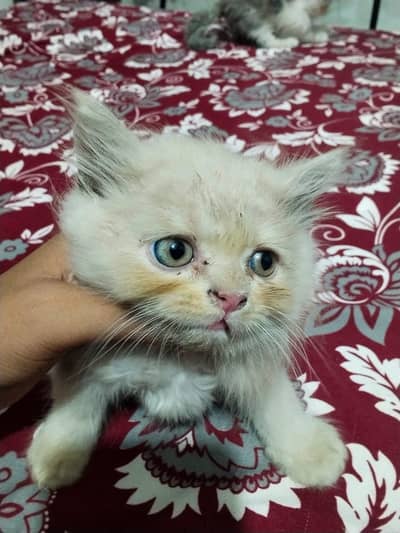 1 male and 2 female for sale
