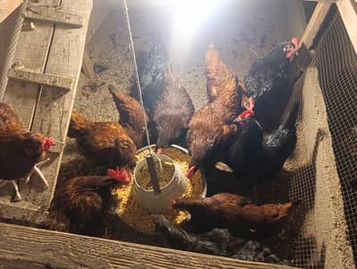 RIR Egg Laying Hens for Sale