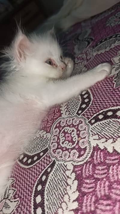 Ta cat Bohut Achhe Hai