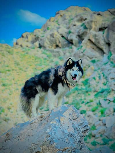 Alaskan Husky