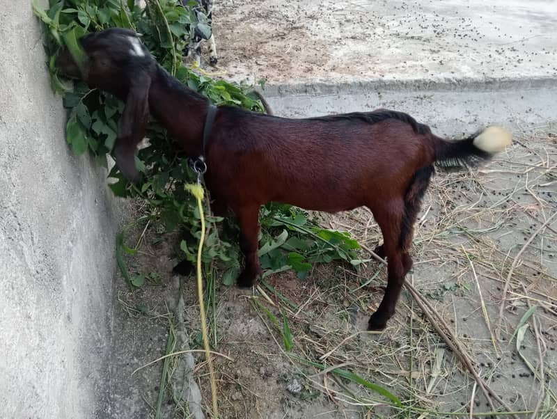 Goats moqy pr kmi pashi ho jye gy 0
