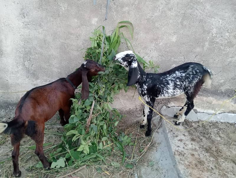 Goats moqy pr kmi pashi ho jye gy 1