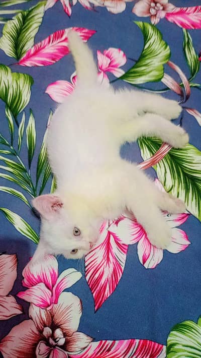 Baby cat for sell.