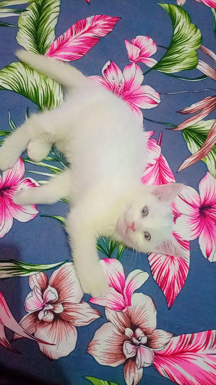 Baby cat for sell. — photo 2