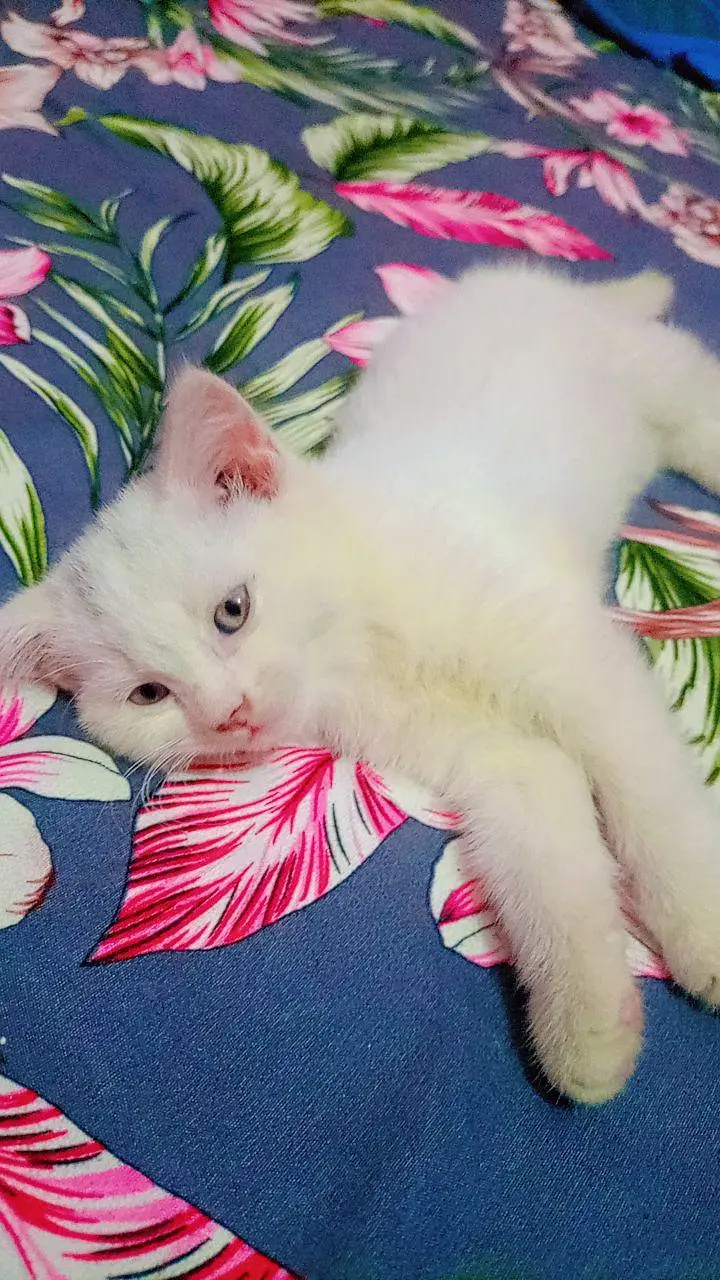 Baby cat for sell. — photo 3