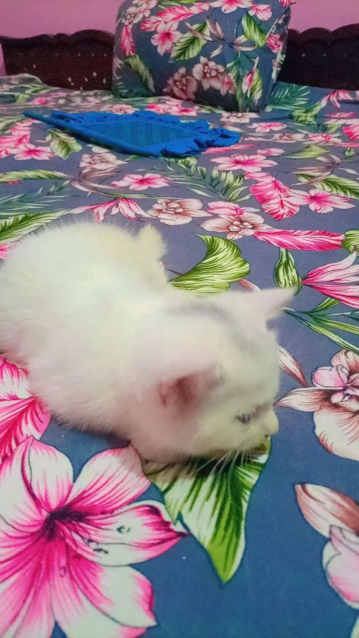 Baby cat for sell. — photo 4
