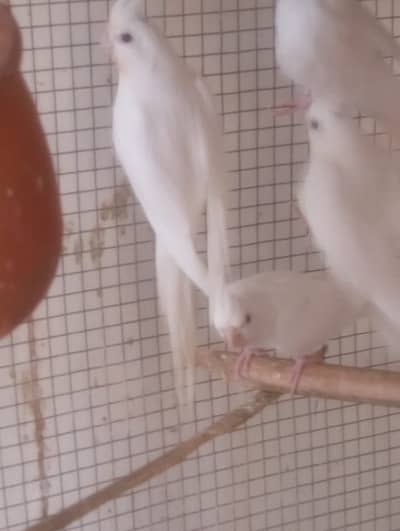 Cocktail Pair With 2 Healthy Babies (4 Months Old) For Sale