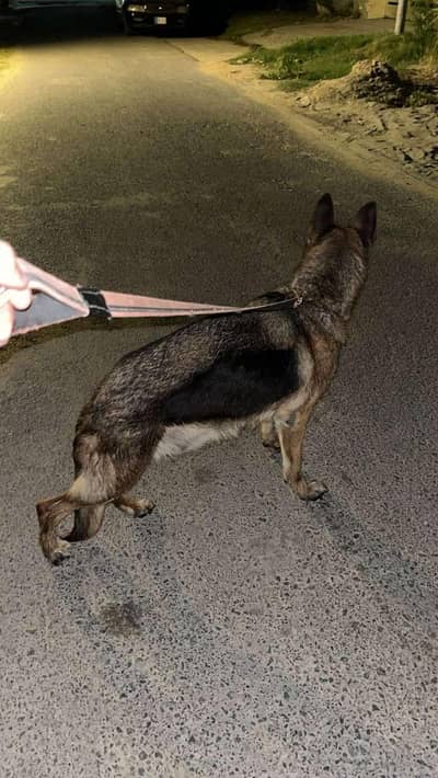 Germen Shephered female Stock Coat Matted