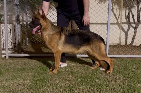 German Shepherd Female