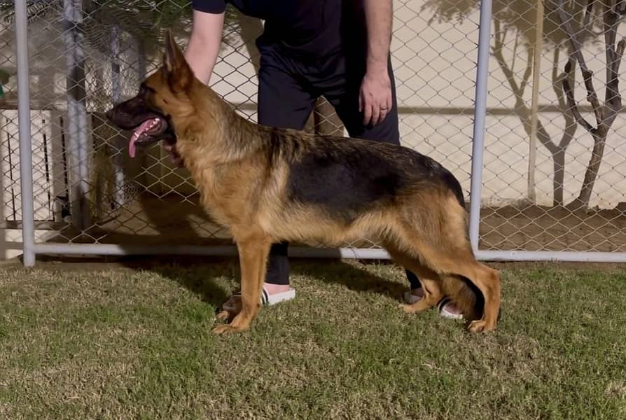 German Shepherd Female 1