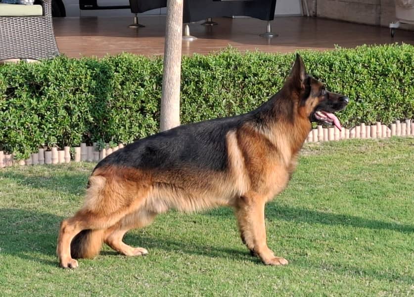 German Shepherd Female 2