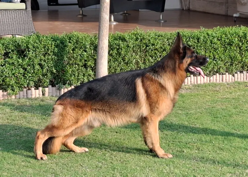 German Shepherd Female — photo 3