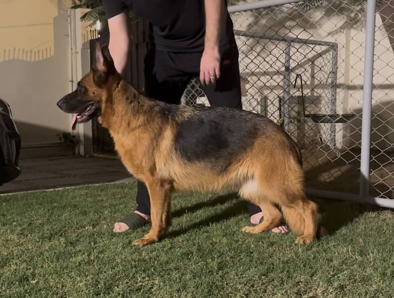 German Shepherd Female 3