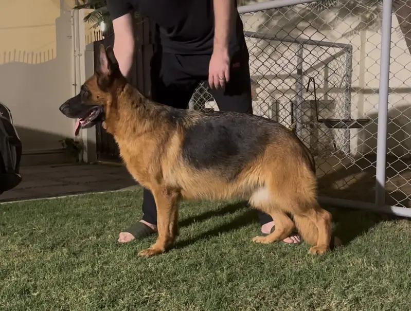 German Shepherd Female — photo 4