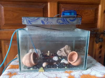 Fish aquarium