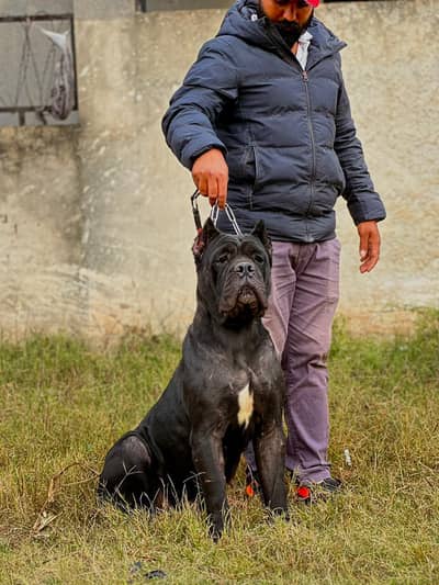 Cane corso