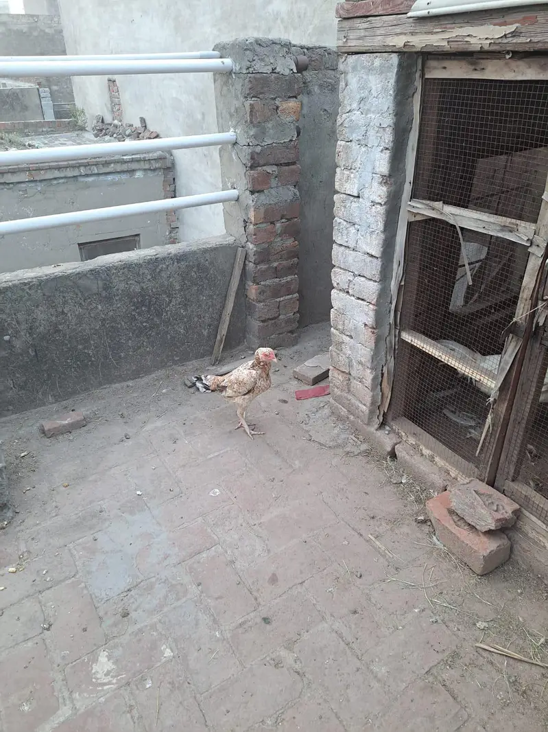 Cheena aseel — photo 3